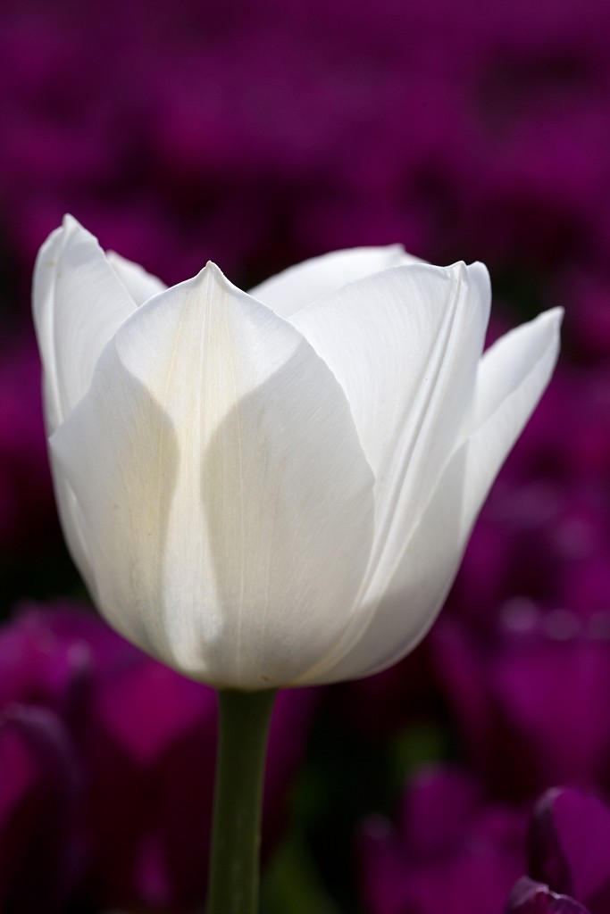 tulp tulpen tulipa natuur hdr tulpenbol liliaceae flora bloem bloemen voorjaar lente tulpenfestival keukenhof festival